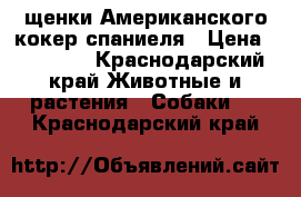 щенки Американского кокер спаниеля › Цена ­ 10 000 - Краснодарский край Животные и растения » Собаки   . Краснодарский край